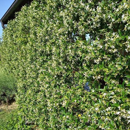 Willa House Barizoni Ankaran Zewnętrze zdjęcie