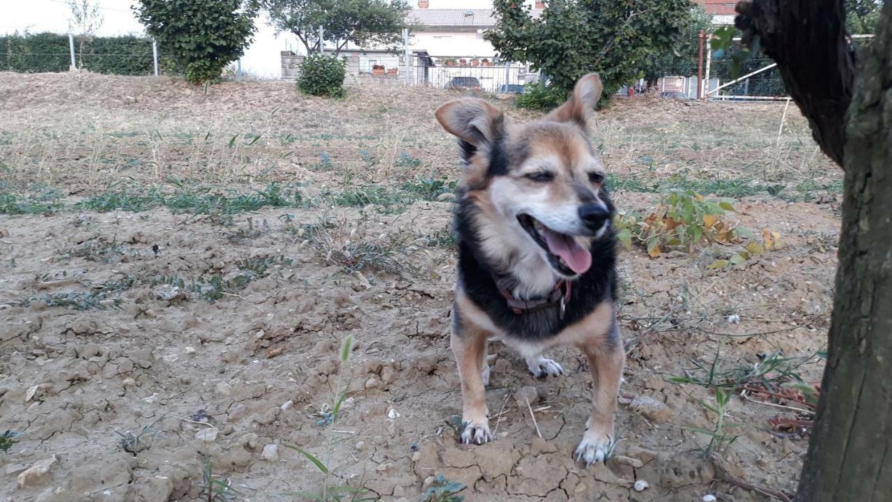 Willa House Barizoni Ankaran Zewnętrze zdjęcie